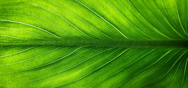 Comment choisir des chocolats de Pâques bio pour vos fêtes